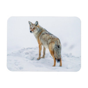 Kojote auf der Hut im Schnee Magnet
