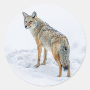 Kojote auf der Hut im Schnee Runder Aufkleber