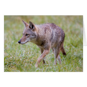 Kojote auf Feld, Cades Cove
