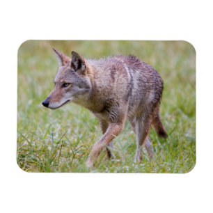 Kojote auf Feld, Cades Cove Magnet