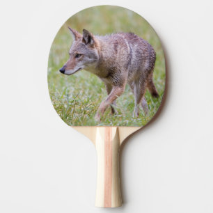 Kojote auf Feld, Cades Cove Tischtennis Schläger