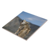 Kojote, der vom Höhepunkt heult Fliese (Seite)