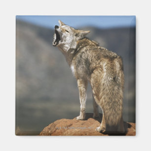 Kojote, der vom Höhepunkt heult Magnet