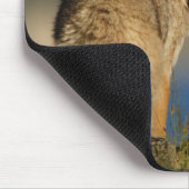 Kojote Mousepad (Ecke)