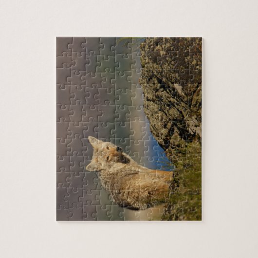 Kojote Puzzle (Vertikal)