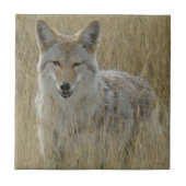 Kojote R2 im hohen Gras Fliese (Vorderseite)