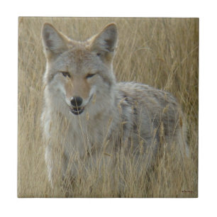 Kojote R2 im hohen Gras Fliese