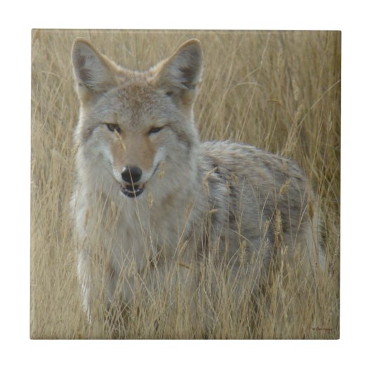 Kojote R2 im hohen Gras Fliese (Vorderseite)