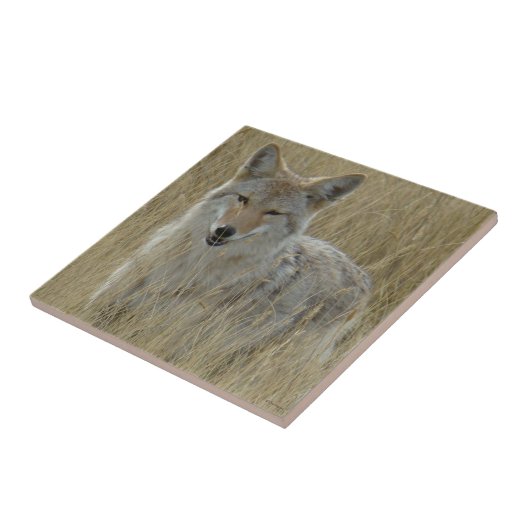 Kojote R2 im hohen Gras Fliese (Seite)