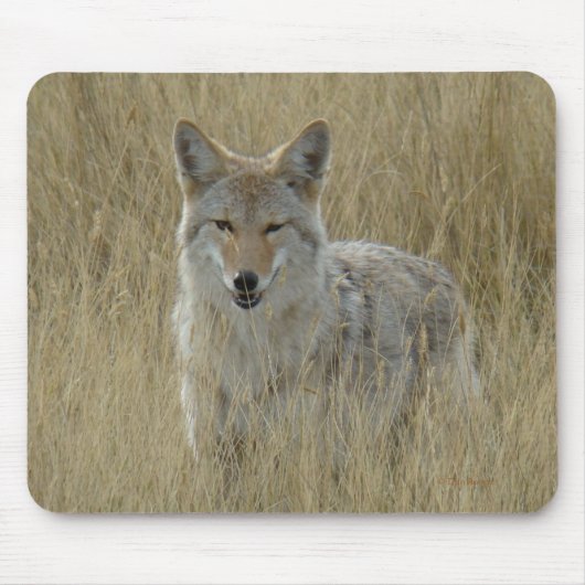 Kojote R2 im hohen Gras Mousepad (Vorne)