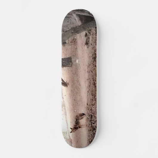 KOJOTE Skateboard (Vorderseite)