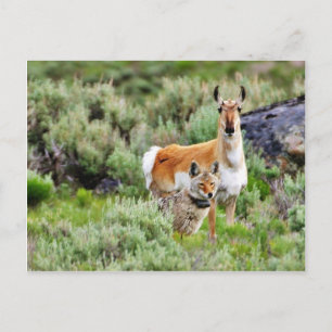Kojote und Antilope im Yellowstone Park Postkarte