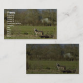 Kojote Visitenkarte (Vorne/Hinten)