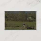 Kojote Visitenkarte (Rückseite)