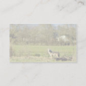 Kojote Visitenkarte (Rückseite)