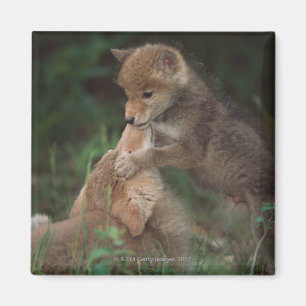 Kojote-Welpen-Wrestling (Canis Latrans) Magnet