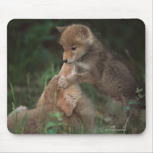 Kojote-Welpen-Wrestling (Canis Latrans) Mousepad