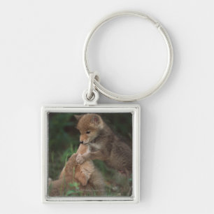 Kojote-Welpen-Wrestling (Canis Latrans) Schlüsselanhänger