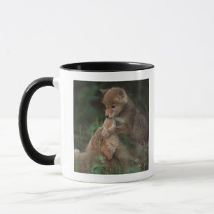Kojote-Welpen-Wrestling (Canis Latrans) Tasse
