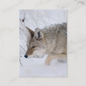 Kojotejagd im Schnee in großartigem Tetons NP Visitenkarte (Vorderseite)