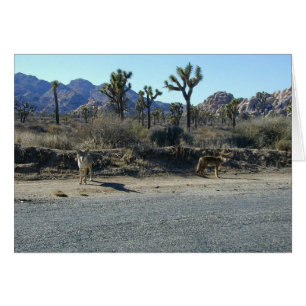 Kojoten auf dem Prowl