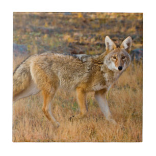 Kojotenjagd (Canis Latrans) Fliese