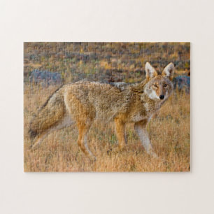 Kojotenjagd (Canis Latrans) Puzzle