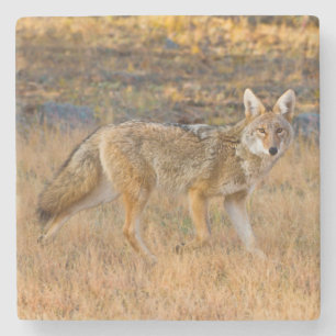Kojotenjagd (Canis Latrans) Steinuntersetzer