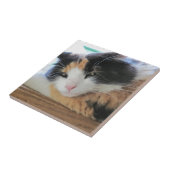 Kokett Calico Cat Fliese (Seite)