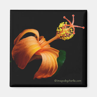 Kokio Native Hawaiian Hibiscus Flower Magnet