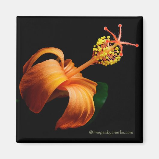 Kokio Native Hawaiian Hibiscus Flower Magnet (Vorne)
