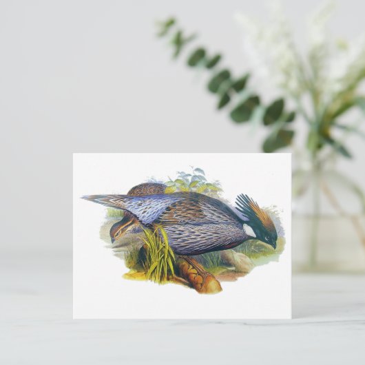 Koklass Pheasant Postkarte (Stehend Vorderseite)