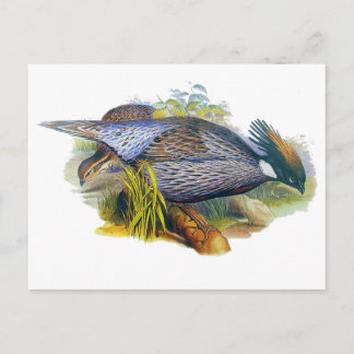 Koklass Pheasant Postkarte
