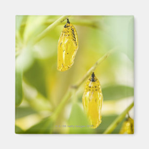 Kokon des Papierdrachen-Schmetterlinges, Okinawa Magnet