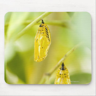 Kokon des Papierdrachen-Schmetterlinges, Okinawa Mousepad
