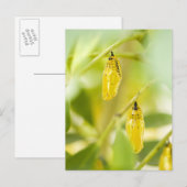 Kokon des Papierdrachen-Schmetterlinges, Okinawa Postkarte (Vorne/Hinten)