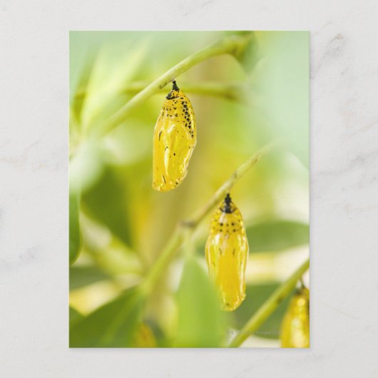 Kokon des Papierdrachen-Schmetterlinges, Okinawa Postkarte (Vorderseite)