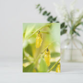 Kokon des Papierdrachen-Schmetterlinges, Okinawa Postkarte (Stehend Vorderseite)