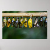 Kokon-Leben Poster (Vorne)