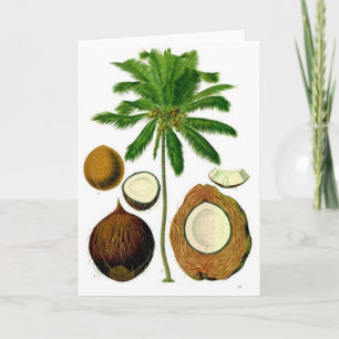 Kokosbaum Botanische Illustration Karte