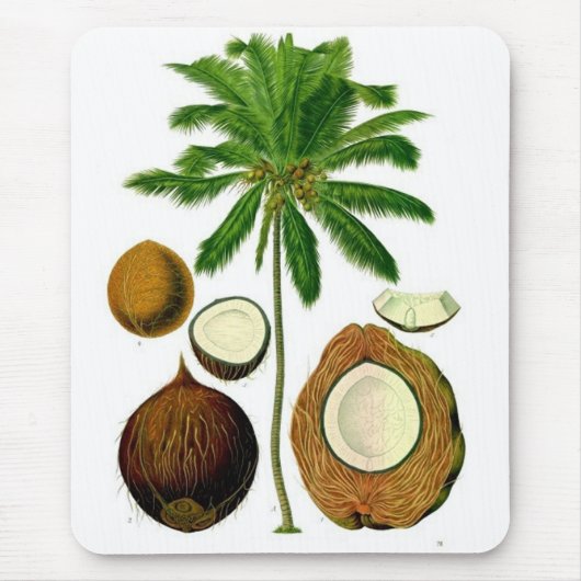 Kokosnuss-Baum-botanische Illustration Mousepad (Vorne)