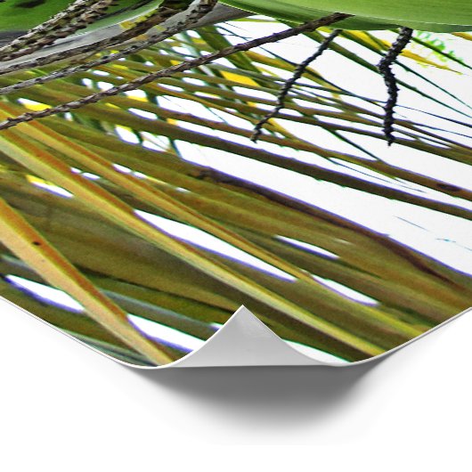 Kokosnuss Poster (Ecke)