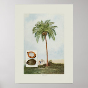 Kokosnuss Poster