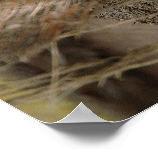 Kokosnuss Poster (Ecke)