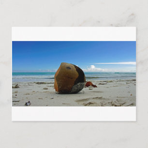 Kokosnuss Postkarte