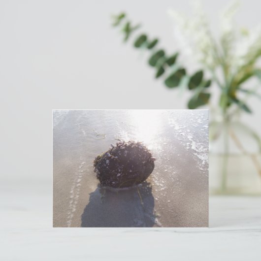 Kokosnuss Postkarte (Stehend Vorderseite)