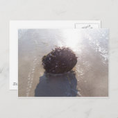 Kokosnuss Postkarte (Vorne/Hinten)