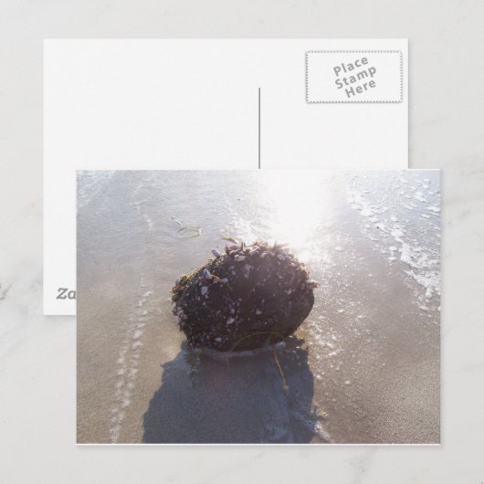 Kokosnuss Postkarte (Vorne/Hinten)