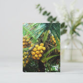 Kokosnüsse auf dem Baum Postkarte (Stehend Vorderseite)