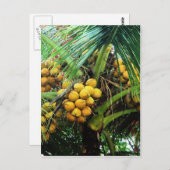 Kokosnüsse auf dem Baum Postkarte (Vorne/Hinten)